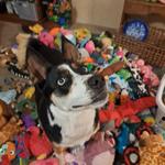 dextersdad's profile picture