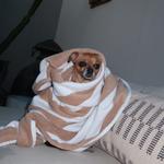 shanelle191927's profile picture