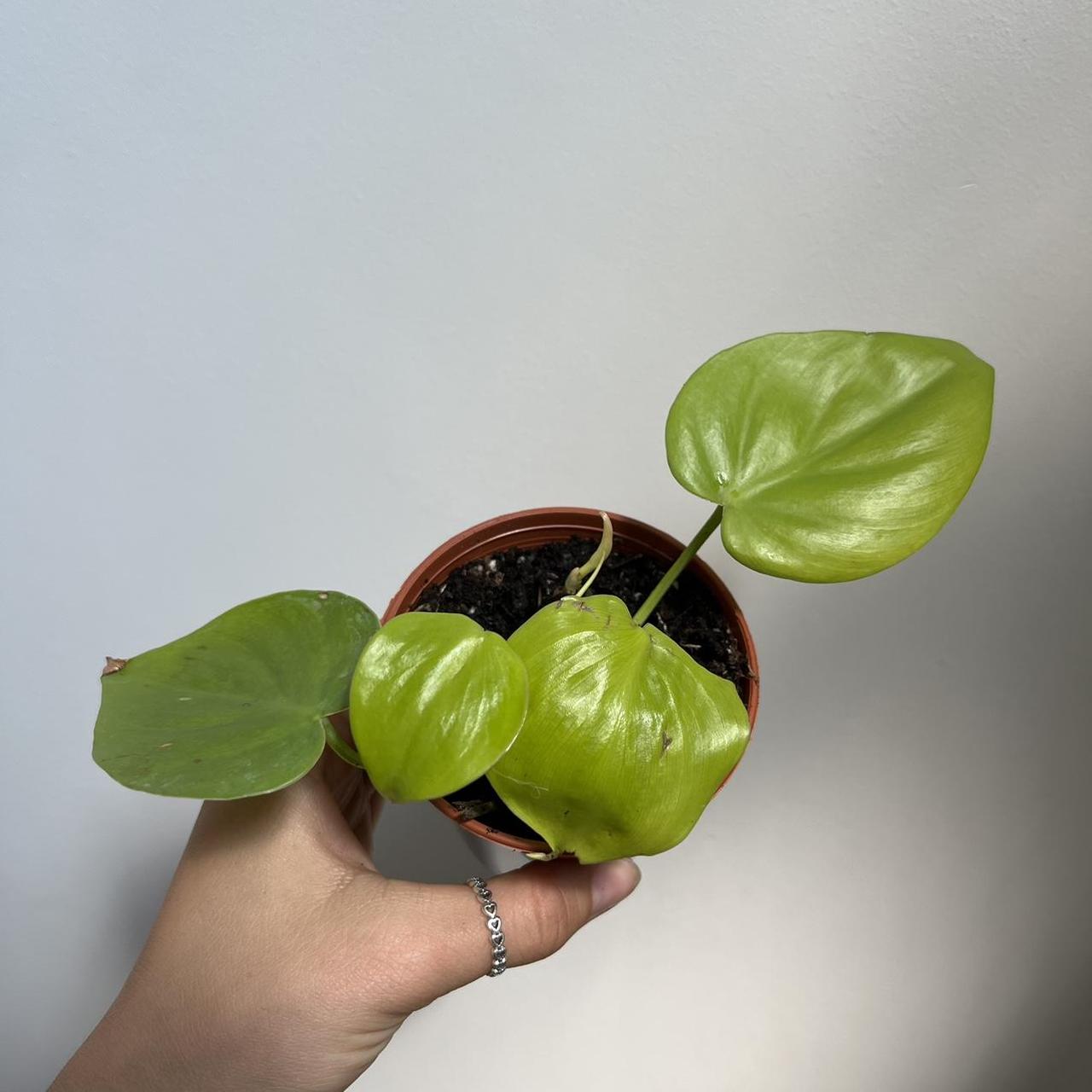 Philodendron Lemon Lime 🍋 Aka Philodendron... - Depop