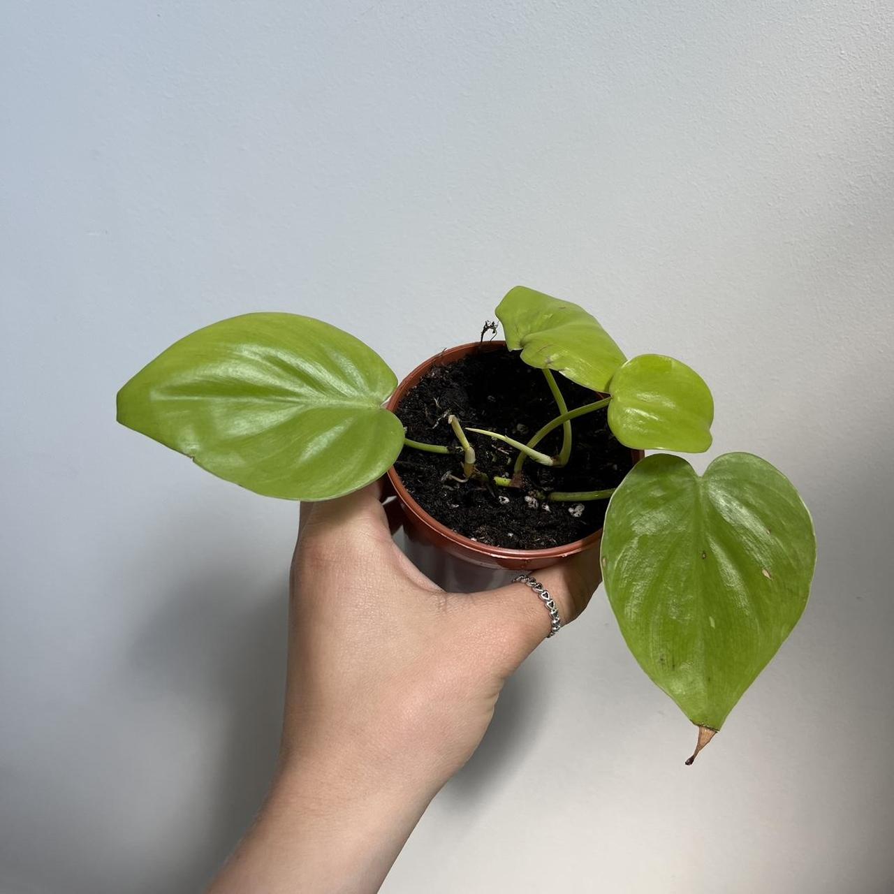 Philodendron Lemon Lime 🍋 Aka Philodendron... - Depop