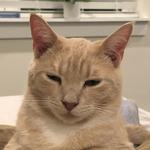 house_cats's profile picture