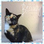alleykatz's profile picture