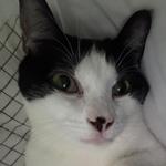 catwithberet's profile picture
