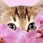rosyleo's profile picture