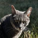 natashiiita's profile picture