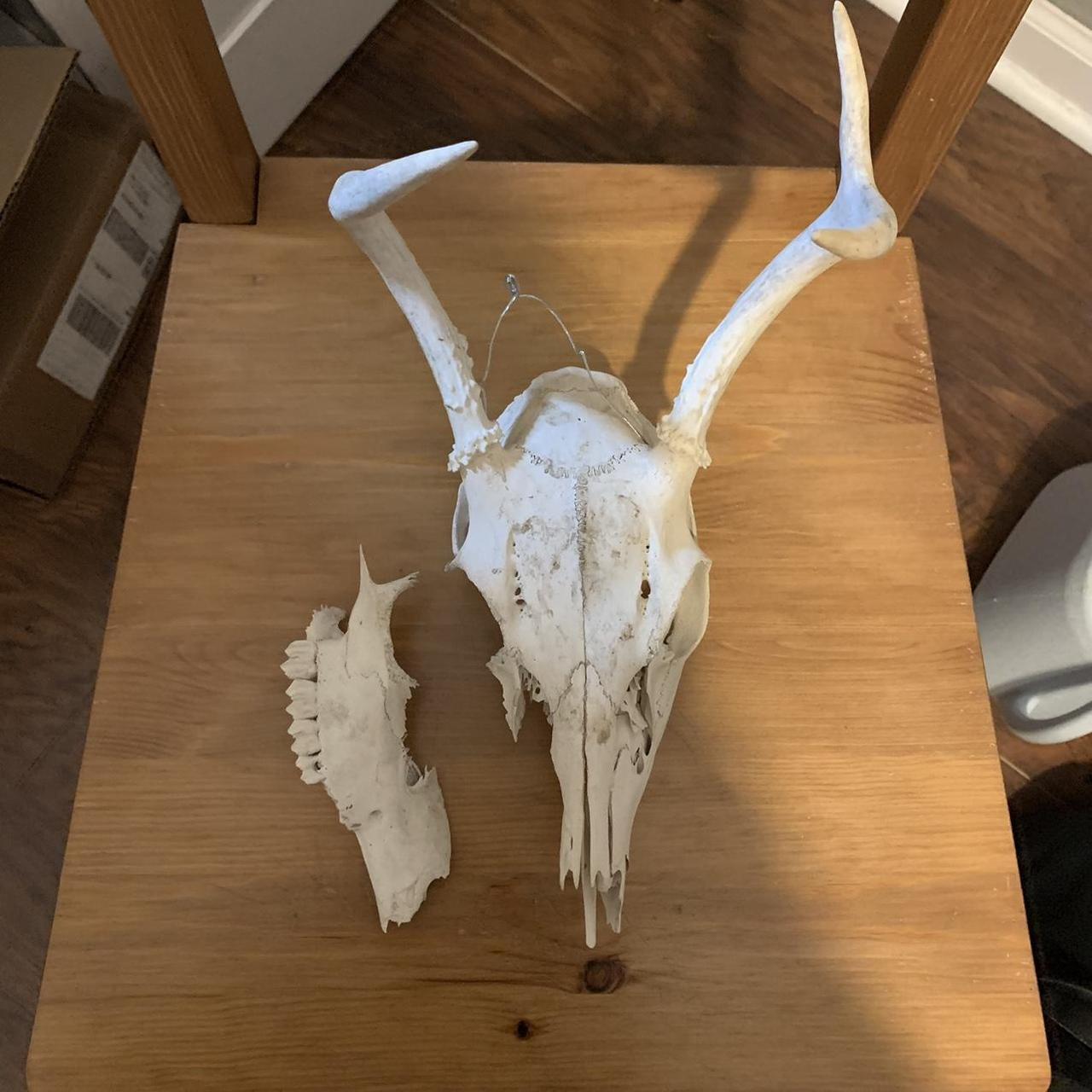 Small deer juvenile buck skull This skull is like a... - Depop