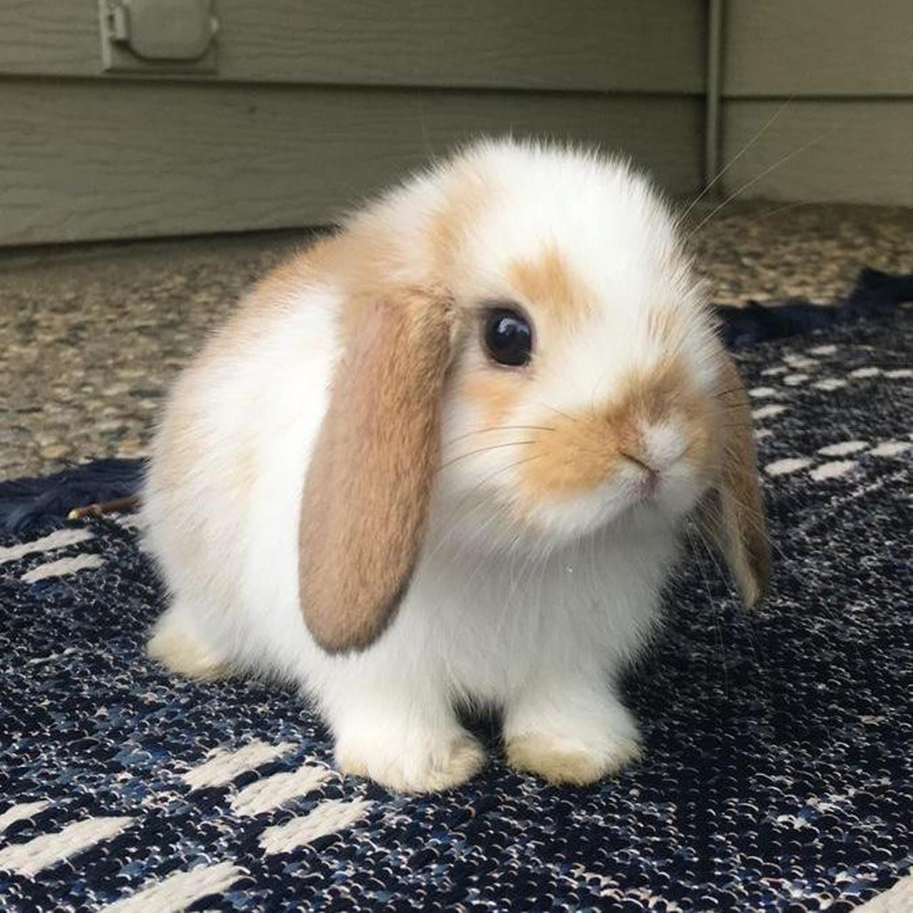 Baby online bunnies for free near me