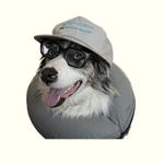 dougthedog's profile picture