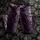 item listed by mothernicotine