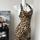item listed by clairedynese
