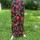 item listed by thriftylilthang__